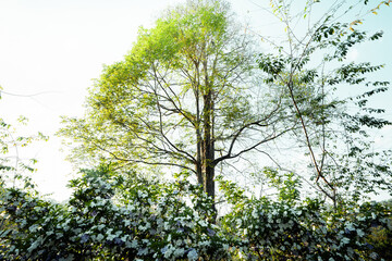 Poster - new green trees in summer morning