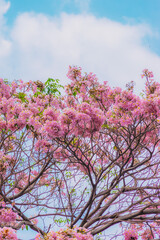 Wall Mural - Tabebuia rosea trees or Pink trumpet trees are in bloom along the road in Dien Bien Phu st, Ho Chi Minh city, Vietnam