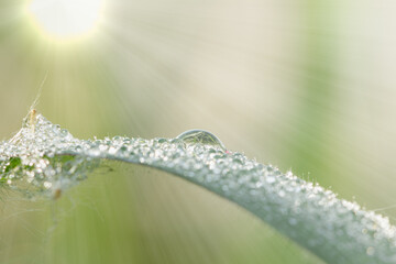 Wall Mural - Dew drop of water sparkle with sunlight in morning on a green grass leaf  ,nature background .