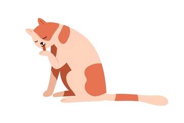 Wall Mural - Cute cat licking paw, washing, cleaning and grooming itself with tongue. Adorable feline animal. Sweet lovely neat and tidy kitty. Flat vector illustration isolated on white background