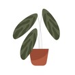 Green leaf house plant, arrowroot in pot. Floor houseplant in clay planter. Home and office interior decoration. Indoor foliage decor, marant. Flat vector illustration isolated on white background