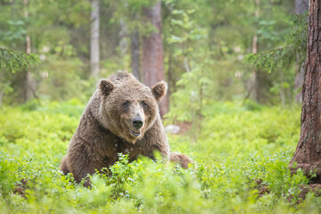 Wall Mural - big brown bear (ursus arctos) is sitting in the summer forest