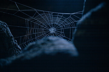 spider web with dew drops