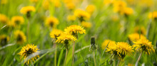Lots Of Yellow Dandelions On The Green Grass. Background. Selective Focus. Banner