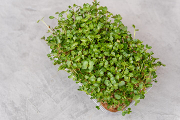 Micro green fresh sprouts. Healthy and fresh vegan food. Growing microgreens. Seed germination at home. Windowsill garden. Eco farming. Organic raw green food. Different types of micro green sprouts.