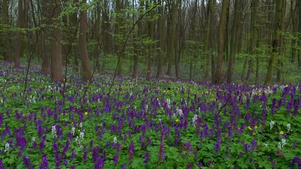 Sticker - Spring glade in forest with flowering Corydalis cava in sunny day undercover of the tree canopy.