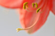 Amaryllis flower, pistil with seeds