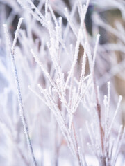  霜で凍った木の枝