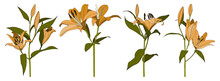 Set Of Isolated Hand Drawn Orange Lily Flower Vector