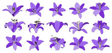 Set Of Isolated Hand Drawn Purple Lily Flower Vector