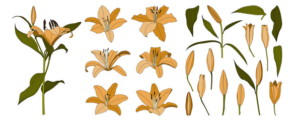 Wall Mural - Set of isolated hand drawn orange lily flower vector