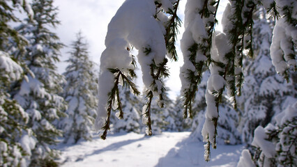 pine forest, winter season. snowy forest in sunny day. winter landscapes. blue sky, white snow and g