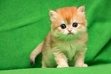 Wall Mural - Little red British kitten staring at the camera standing on a green background