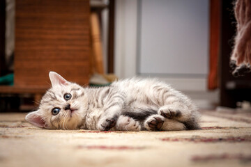 Wall Mural - A small grey and white British kitten is lying on the floor at home with its tail between its legs.