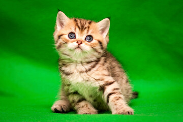 Wall Mural - A small spotted golden kitten of the British breed sits on a green background in front of the camera in close-up.