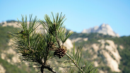 Wall Mural - (pine) cone