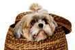 Leinwandbild Motiv Sad shih tzu dog in a basket on a clean white background.