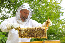 Beekeeper Holding A Honeycomb Full Of Bees, Professional Beekeeper In Protective Workwear Inspecting Honeycomb Frame At Apiary. Beekeeper Harvesting Honey, Swarming Bees