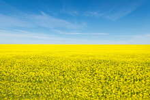 Oilseed rape, rapeseed field flowering in farmland  in countryside , spring landscape under blue sky on sunny day in springtime, nature background  