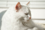 Fototapeta Koty - Portrait of a white Turkish Angora cat. Fluffy cat is resting
