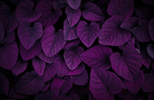 Purple Leaves For Backgrounds Or Wallpapers And Designs. Purple Nature Background	