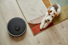 Top View At Shaggy Pet Dog Lying On Carpet With Robot Vacuum Cleaner, Smart Home System, Copy Space