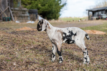 Wall Mural - Small south african boer goat doeling portrait on nature