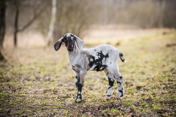 Wall Mural - Small south african boer goat doeling portrait on nature