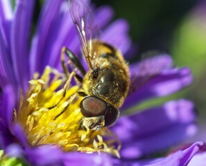 Wall Mural - fly sitting on blue flower