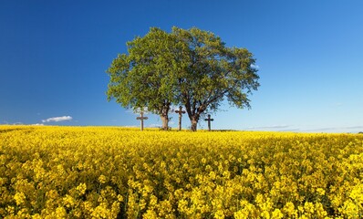 Rapeseed field group of two lindens and three crosses