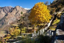 Autumnal Tree Horse Chestnut And Stairs Near Joshimath