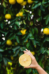 Woman holds half of lemon in her hand on lemon tree background.