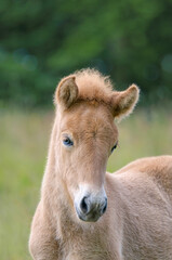 A young chestnut coloured icelandic pony foal looking alertly and cocks its ears forward, head portrait