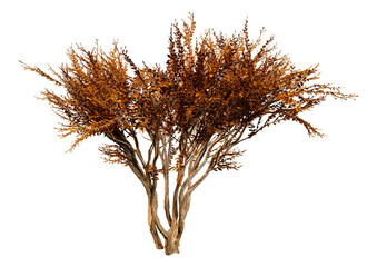 Wall Mural - 3d rendering crape myrtle plant on white