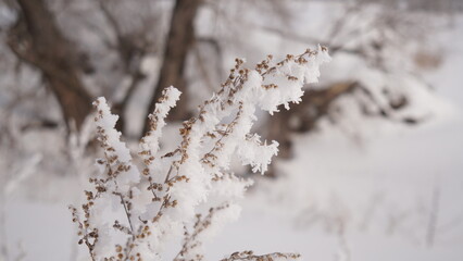 Wall Mural - snow covered branches