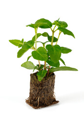 Poster - fuchsia seedling isolated on white background