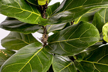 Ficus Lyrata Plant Leaf Dark Green 