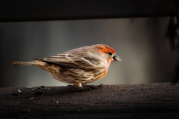 Close up of an adult male house finch eating a sunflower seed