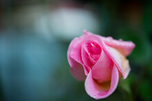 Very Fresh Wet Pink Rose With Lovely Texture And Sharp Edges After A Rain Storm