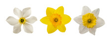 Yellow And White Daffodils Flowers