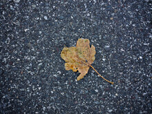Fallen And Crushed Autumn Leaf Laying On A Tar Road Surface