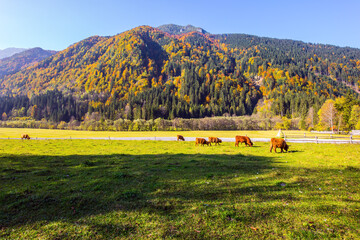 Wall Mural - Green pasture