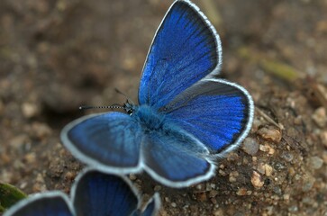 Wall Mural - A butterfly sitting on a green grass.