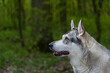 Profilowy porter psa z lasem w tle