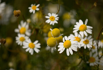 Wall Mural - Pharmaceutical chamomile flowers growing in nature. Medicinal plant