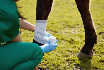 Sticker - Helping animals was a photo of her soul. Shot of a unrecognizable veterinarian putting a bandage on a horse on a farm.