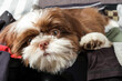 Closeup of a shih tzu puppy lying on an open suitcase.