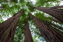 Low Angle View Of The Sequoia Trees At Muir Woods National Monument, San Francisco, California, USA
