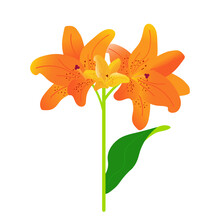Orange Lily Isolated On White