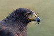 UK, Yorkshire, February 2020:Close up portrait of a Harris Hawk